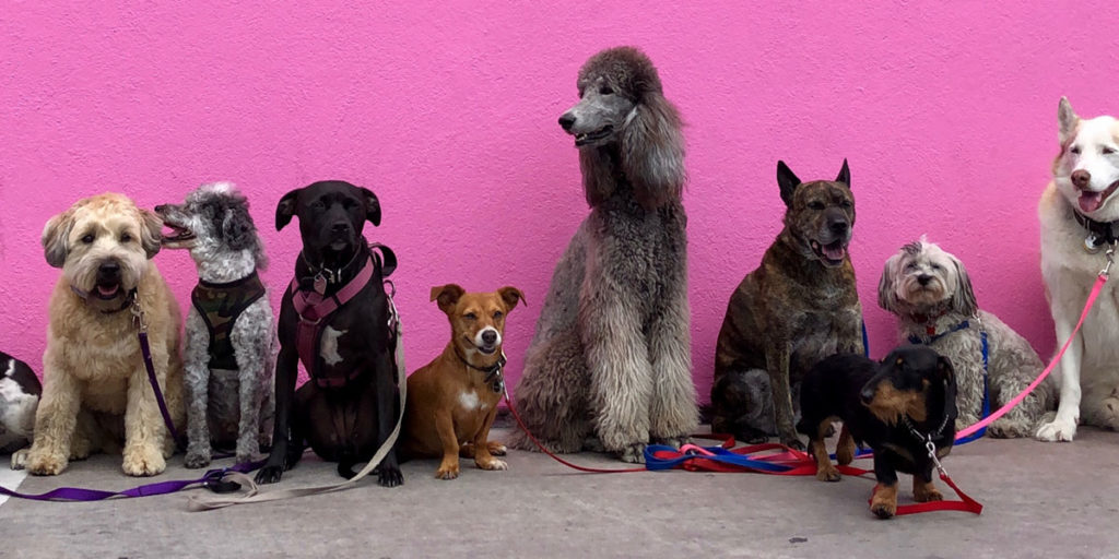 Como Ganhar Dinheiro Extra: Passeando com Cachorros.